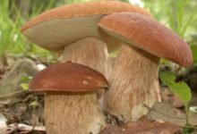 Фото - Белые грибы замедляют старение