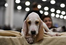 Фото - Блогера осудили за требование подарить ей щенка в обмен на публикацию в соцсетях