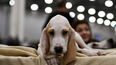 Фото - Блогера осудили за требование подарить ей щенка в обмен на публикацию в соцсетях