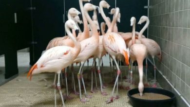 Фото - Фламинго спрятались в туалете во время урагана во Флориде