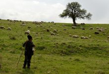 Фото - В Великобритании гостям отеля предлагают посчитать живых овец перед сном