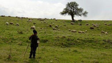 Фото - В Великобритании гостям отеля предлагают посчитать живых овец перед сном