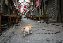 Фото - В турецкой Алании хотят пустить оставшиеся от туристов объедки на корм для животных