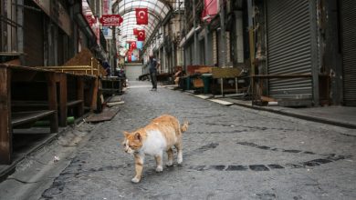 Фото - В турецкой Алании хотят пустить оставшиеся от туристов объедки на корм для животных