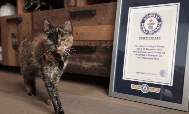 Фото - 26-летняя Флосси стала самой старой кошкой в мире